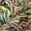 Romeo Variegated Cleyera Japonica - 2 Gallon Pot 1 Romeo Variegated Cleyera Japonica - 2 Gallon Pot -Cheap Plants Store Cleyera Romeo 2
