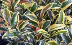 Romeo Variegated Cleyera Japonica - 2 Gallon Pot -Cheap Plants Store Cleyera Romeo 3