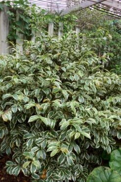 Romeo Variegated Cleyera Japonica - 2 Gallon Pot -Cheap Plants Store Cleyera Romeo 5