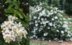 Acoma Weeping White Crape Myrtle - 7 Gallon Pot (3-4') 13 Acoma Weeping White Crape Myrtle - 7 Gallon Pot (3-4') -Cheap Plants Store Crape Myrtle Acoma 3 2