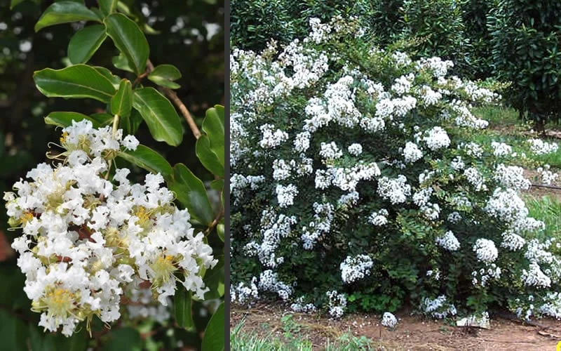 Acoma Weeping White Crape Myrtle - 7 Gallon Pot (4-5') 8 Acoma Weeping White Crape Myrtle - 7 Gallon Pot (4-5') - Image 6
