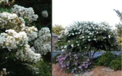 Acoma Weeping White Crape Myrtle - 7 Gallon Pot (5-6') 12 Acoma Weeping White Crape Myrtle - 7 Gallon Pot (5-6') -Cheap Plants Store Crape Myrtle Acoma 4 3