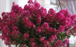 Berry Dazzle Dwarf Crape Myrtle - 3 Gallon Pot -Cheap Plants Store Crape Myrtle Berry Dazzle 3