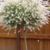 Variegated Dappled Willow Tree - Salix Integra 'Hakuro Nishiki' - 3 Gallon Pot - Tree Form -Cheap Plants Store Dappled Willow 500x750 1