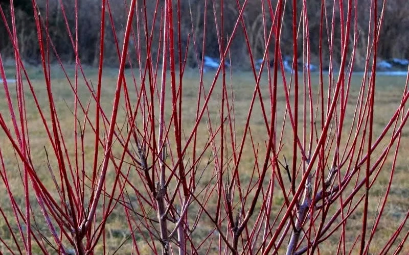 Variegated Dappled Willow Tree - Salix Integra 'Hakuro Nishiki' - 1 Gallon Pot - Tree Form 7 Variegated Dappled Willow Tree - Salix Integra 'Hakuro Nishiki' - 1 Gallon Pot - Tree Form - Image 5