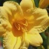 Stella De Oro Daylily - 6 Pack Of 1 Gallon Pots -Cheap Plants Store Daylily Stella De Oro 25 2