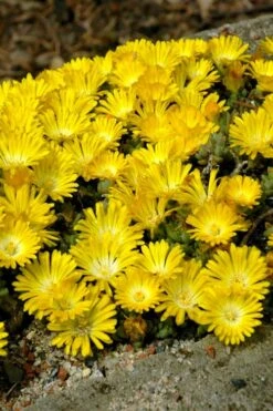 Banana Blast Yellow Ice Plant (Delosperma) - 10 Pack Of Pint Pots -Cheap Plants Store Delosperma Hot Cakes Banana Blast 2