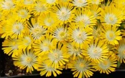 Banana Blast Yellow Ice Plant (Delosperma) - 10 Pack Of Pint Pots -Cheap Plants Store Delosperma Hot Cakes Banana Blast 3