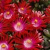 Saucy Strawberry Red Ice Plant (Delosperma) - 10 Pack Of Quart Pots -Cheap Plants Store Delosperma Hot Cakes Saucy Strawberry 1