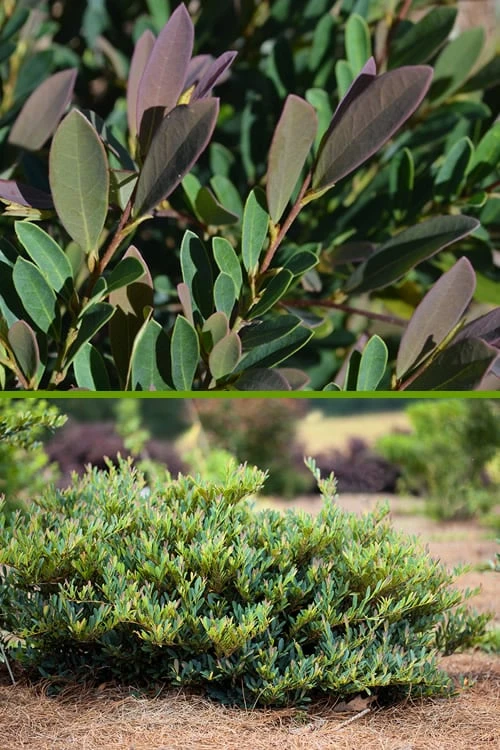 Cinnamon Girl Distylium (Evergreen Witch Hazel) - 3 Gallon Pot 7 Cinnamon Girl Distylium (Evergreen Witch Hazel) - 3 Gallon Pot - Image 5