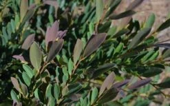 Cinnamon Girl Distylium (Evergreen Witch Hazel) - 3 Gallon Pot 10 Cinnamon Girl Distylium (Evergreen Witch Hazel) - 3 Gallon Pot -Cheap Plants Store Distylium Cinnamon Girl Leaves