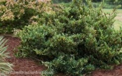 Coppertone Distylium - 3 Gallon Pot 10 Coppertone Distylium - 3 Gallon Pot -Cheap Plants Store Distylium Coppertone 5