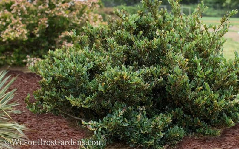 Coppertone Distylium - 3 Gallon Pot 6 Coppertone Distylium - 3 Gallon Pot - Image 4