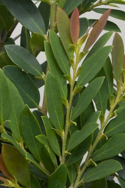 Coppertone Distylium - 3 Gallon Pot 3 Coppertone Distylium - 3 Gallon Pot