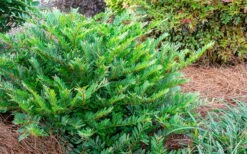 Jewel Box Distylium - 2 Gallon Pot -Cheap Plants Store Distylium Jewel Box 2