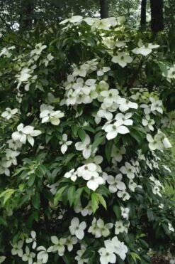 Empress Of China Dogwood - 3 Gallon Pot -Cheap Plants Store Dogwood Empress Of China 35
