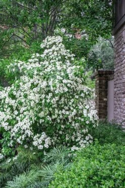 Empress Of China Dogwood - 3 Gallon Pot -Cheap Plants Store Dogwood Empress Of China 500x750 1
