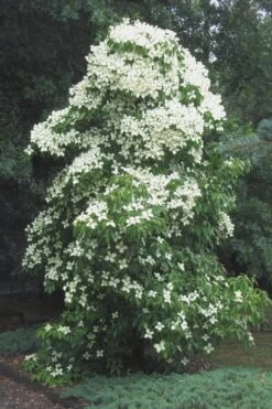 Empress Of China Dogwood - 5 Gallon Pot -Cheap Plants Store Dogwood Empress Of China 51 1