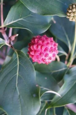 Empress Of China Dogwood - 7 Gallon Pot (3-4') -Cheap Plants Store Dogwood Empress of China 31 2