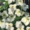 Empress Of China Dogwood - 3 Gallon Pot -Cheap Plants Store Dogwood Empress of China 33