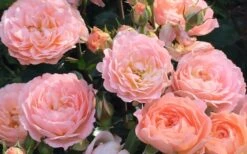 Apricot Drift Dwarf Rose - 3 Gallon Pot 12 Apricot Drift Dwarf Rose - 3 Gallon Pot -Cheap Plants Store Drift Rose Apricot 2