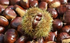 Hybrid Chestnut Tree (Castanea Dentata X Millesimal) - 3 Gallon Pot 15 Hybrid Chestnut Tree (Castanea Dentata X Millesimal) - 3 Gallon Pot -Cheap Plants Store Dunstan Chestnut Castanea20dentata mollissima 1