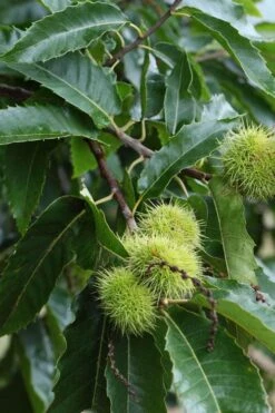 Hybrid Chestnut Tree (Castanea Dentata X Millesimal) - 3 Gallon Pot 17 Hybrid Chestnut Tree (Castanea Dentata X Millesimal) - 3 Gallon Pot -Cheap Plants Store Dunstan Chestnut Castanea20dentata mollissima 2