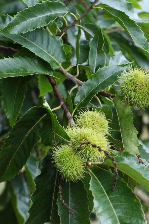 Hybrid Chestnut Tree (Castanea Dentata X Millesimal) - 3 Gallon Pot 10 Hybrid Chestnut Tree (Castanea Dentata X Millesimal) - 3 Gallon Pot - Image 8