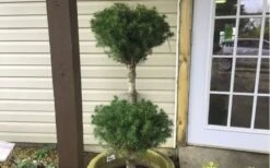 Poodle Tier Dwarf Alberta Spruce Topiary (2-Ball) - 2 Gallon Pot 9 Poodle Tier Dwarf Alberta Spruce Topiary (2-Ball) - 2 Gallon Pot -Cheap Plants Store Dwarf Alberta Spruce Poodle Tier