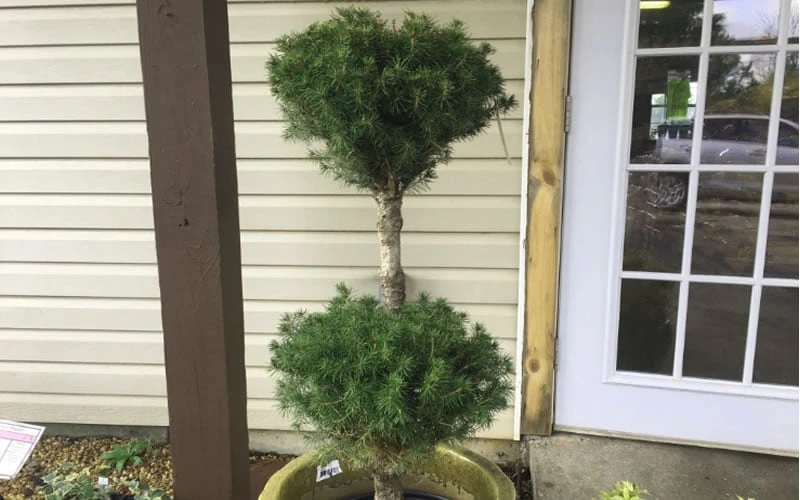 Poodle Tier Dwarf Alberta Spruce Topiary (2-Ball) - 2 Gallon Pot 6 Poodle Tier Dwarf Alberta Spruce Topiary (2-Ball) - 2 Gallon Pot - Image 4