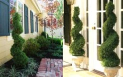 Spiral Dwarf Alberta Spruce Topiary - 5 Gallon Pot -Cheap Plants Store Dwarf Alberta Spruce Spiral 3