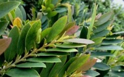 Coppertone Distylium - 3 Gallon Pot 11 Coppertone Distylium - 3 Gallon Pot -Cheap Plants Store Dystilium Coppertone