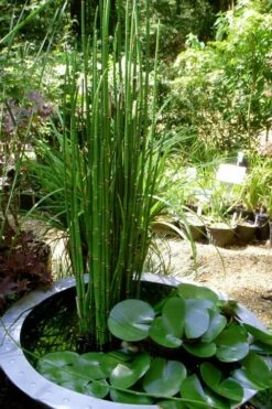 Horsetail Reed Grass - Equisetum Hyemale - 6 Pack Of 1 Gallon Pots -Cheap Plants Store Equisetum Hymale 14
