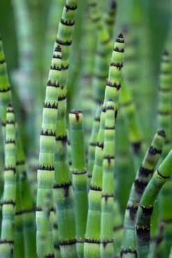 Horsetail Reed Grass - Equisetum Hyemale - 6 Pack Of 1 Gallon Pots -Cheap Plants Store Equisetum Hymale 15