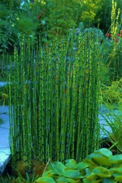 Horsetail Reed Grass - Equisetum Hyemale - 6 Pack Of 1 Gallon Pots -Cheap Plants Store Equisetum Hymale 16