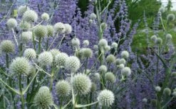 Rattlesnake Master (Eryngium Yuccifolium) - 1 Gallon Pot -Cheap Plants Store Eryngium20yuccifolium rattlesnake master plant 10