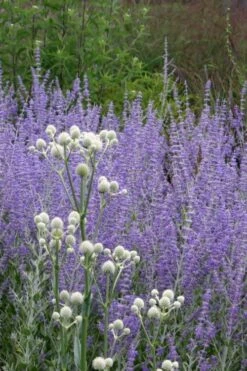 Rattlesnake Master (Eryngium Yuccifolium) - 1 Gallon Pot -Cheap Plants Store Eryngium20yuccifolium rattlesnake master plant 6