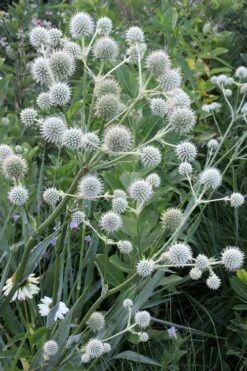 Rattlesnake Master (Eryngium Yuccifolium) - 1 Gallon Pot -Cheap Plants Store Eryngium20yuccifolium rattlesnake master plant 8