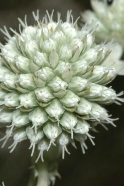 Rattlesnake Master (Eryngium Yuccifolium) - 1 Gallon Pot -Cheap Plants Store Eryngium20yuccifolium rattlesnake master plant 9