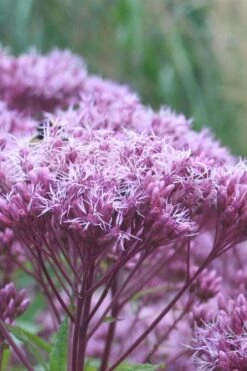 Eupatorium Dubium 'Little Joe' (Joe Pye Weed) - 6 Pack Of 1 Gallon Pots -Cheap Plants Store Eupatorium Little Joe 1