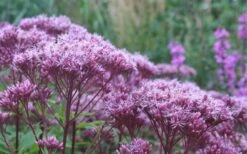 Eupatorium Dubium 'Little Joe' (Joe Pye Weed) - 6 Pack Of 1 Gallon Pots -Cheap Plants Store Eupatorium Little Joe 2