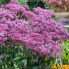 Eupatorium Dubium 'Little Joe' (Joe Pye Weed) - 6 Pack Of 1 Gallon Pots