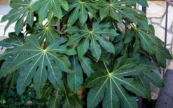 Fatsia Japonica (Japanese Aralia / Glossy Paper Plant) - 7 Gallon Pot (2-3') -Cheap Plants Store Fatsia Japanese Aralia 1
