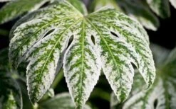 Spider's Web Fatsia - Japanese Aralia Paper Plant - 2 Gallon Pot 15 Spider's Web Fatsia - Japanese Aralia Paper Plant - 2 Gallon Pot -Cheap Plants Store Fatsia Spider Web close Up