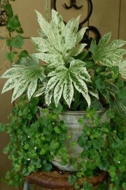 Spider's Web Fatsia - Japanese Aralia Paper Plant - 2 Gallon Pot 14 Spider's Web Fatsia - Japanese Aralia Paper Plant - 2 Gallon Pot -Cheap Plants Store Fatsia Spiders Web 21