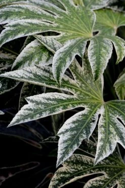 Spider's Web Fatsia - Japanese Aralia Paper Plant - 2 Gallon Pot 13 Spider's Web Fatsia - Japanese Aralia Paper Plant - 2 Gallon Pot -Cheap Plants Store Fatsia Spiders Web 24