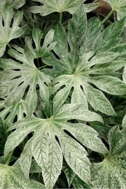 Spider's Web Fatsia - Japanese Aralia Paper Plant - 5 Gallon Pot -Cheap Plants Store Fatsia Spiders Web 33 2
