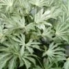 Spider's Web Fatsia - Japanese Aralia Paper Plant - 2 Gallon Pot 1 Spider's Web Fatsia - Japanese Aralia Paper Plant - 2 Gallon Pot -Cheap Plants Store Fatsia Spiders Web 500x750 1