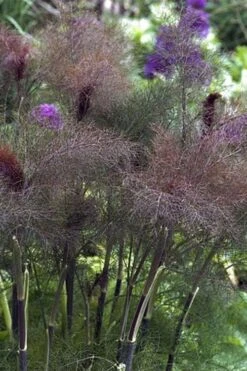 Bronze Fennel (Foeniculum Vulgare 'Purpureum') - 1 Gallon Pot -Cheap Plants Store Fennel Bronze 1