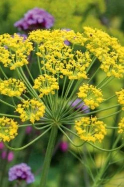 Bronze Fennel (Foeniculum Vulgare 'Purpureum') - 1 Gallon Pot -Cheap Plants Store Fennel Bronze 6